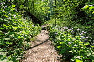 Pfad durch blaue Blüten neben der Ehrbachklamm im Frühling Pfad durch blaue Blüten neben der Ehrbachklamm im Frühling